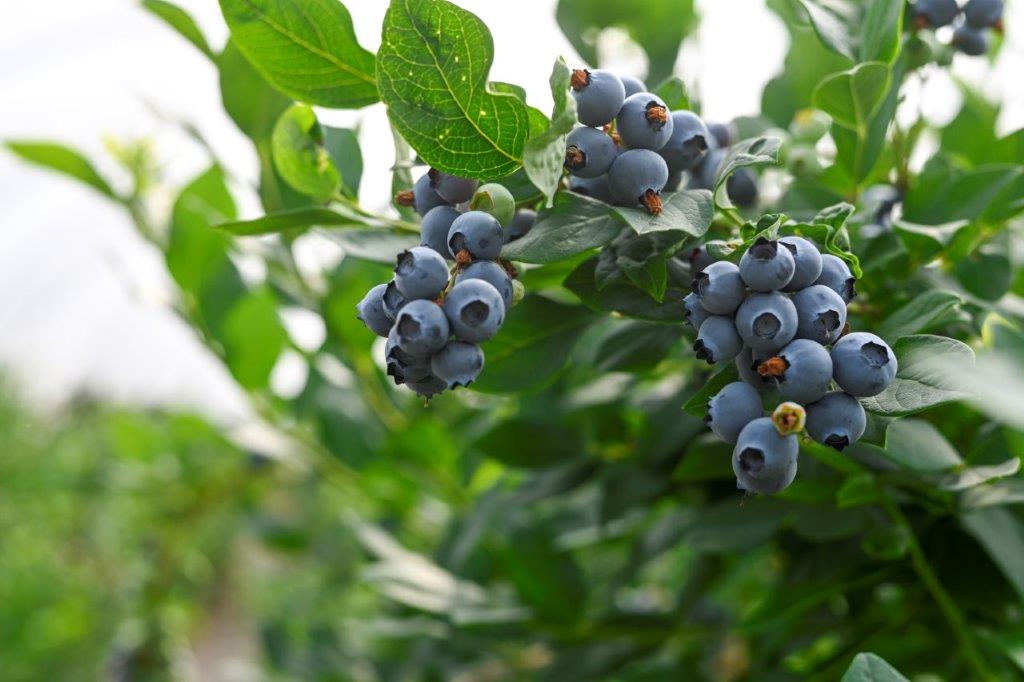 Weigolds Blaue Perle - unsere Heidelbeeren